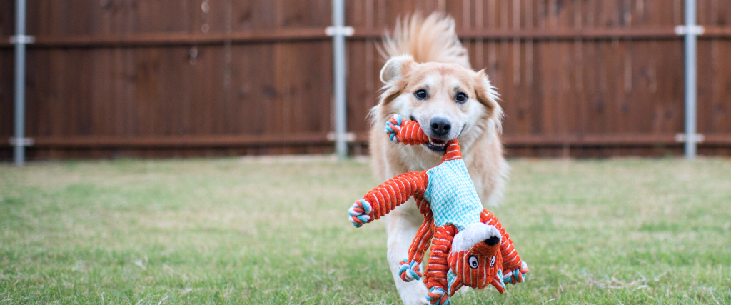 Best Chew Toys to Keep Your Pets Entertained - AZPetVet