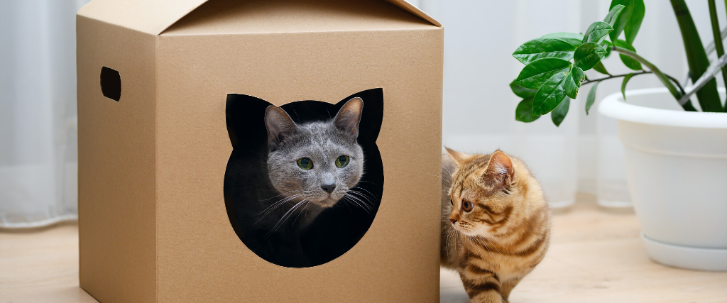 Russian blue cat in a cardboard box house.
