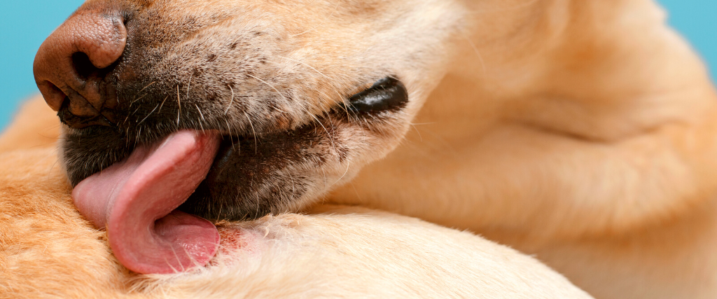 Dog itchy after eating best sale