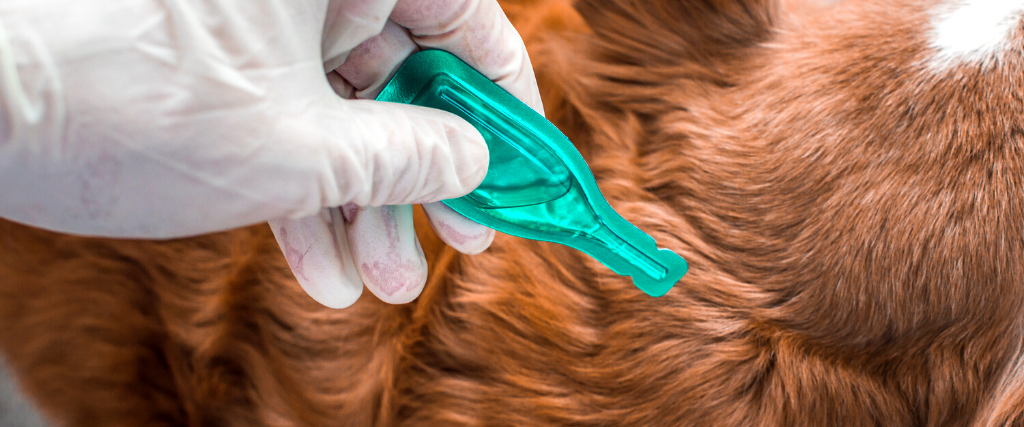 Dog flea treatment
