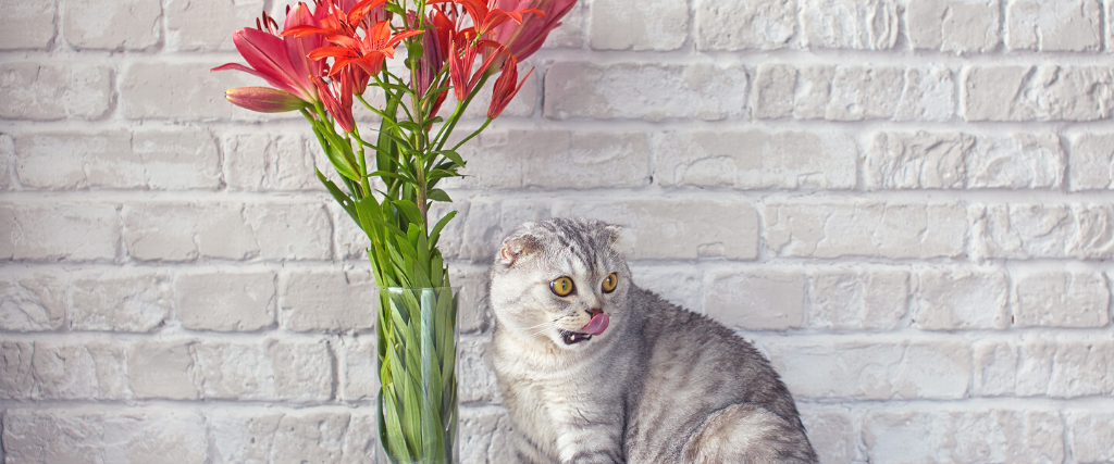 Cat licks while sitting next to a bouquet of lilies