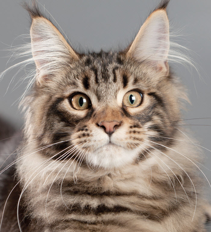 Why Do Maine Coon Cats Have An M On Their Forehead