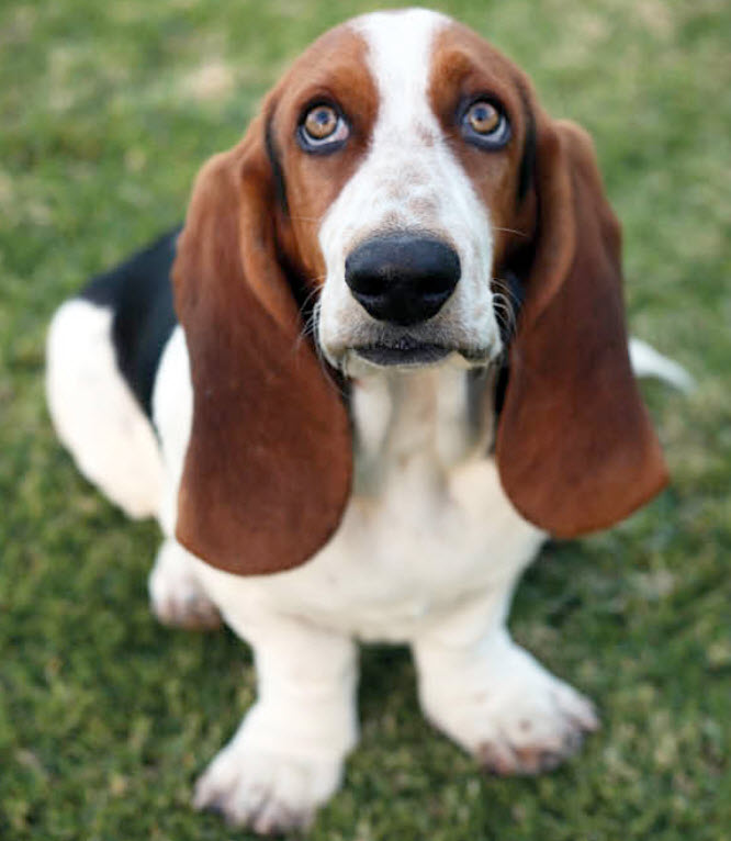 Basset Hound Puppy Weight Chart