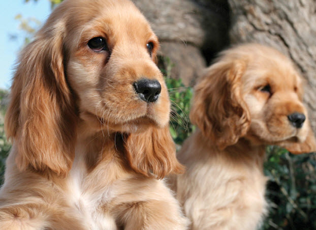 Cocker Spaniel Color Chart