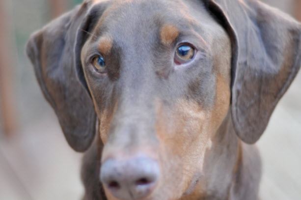 doberman pinscher dog problems thyroid breeds dogs older