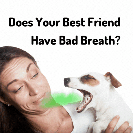 Fix Dog Breath