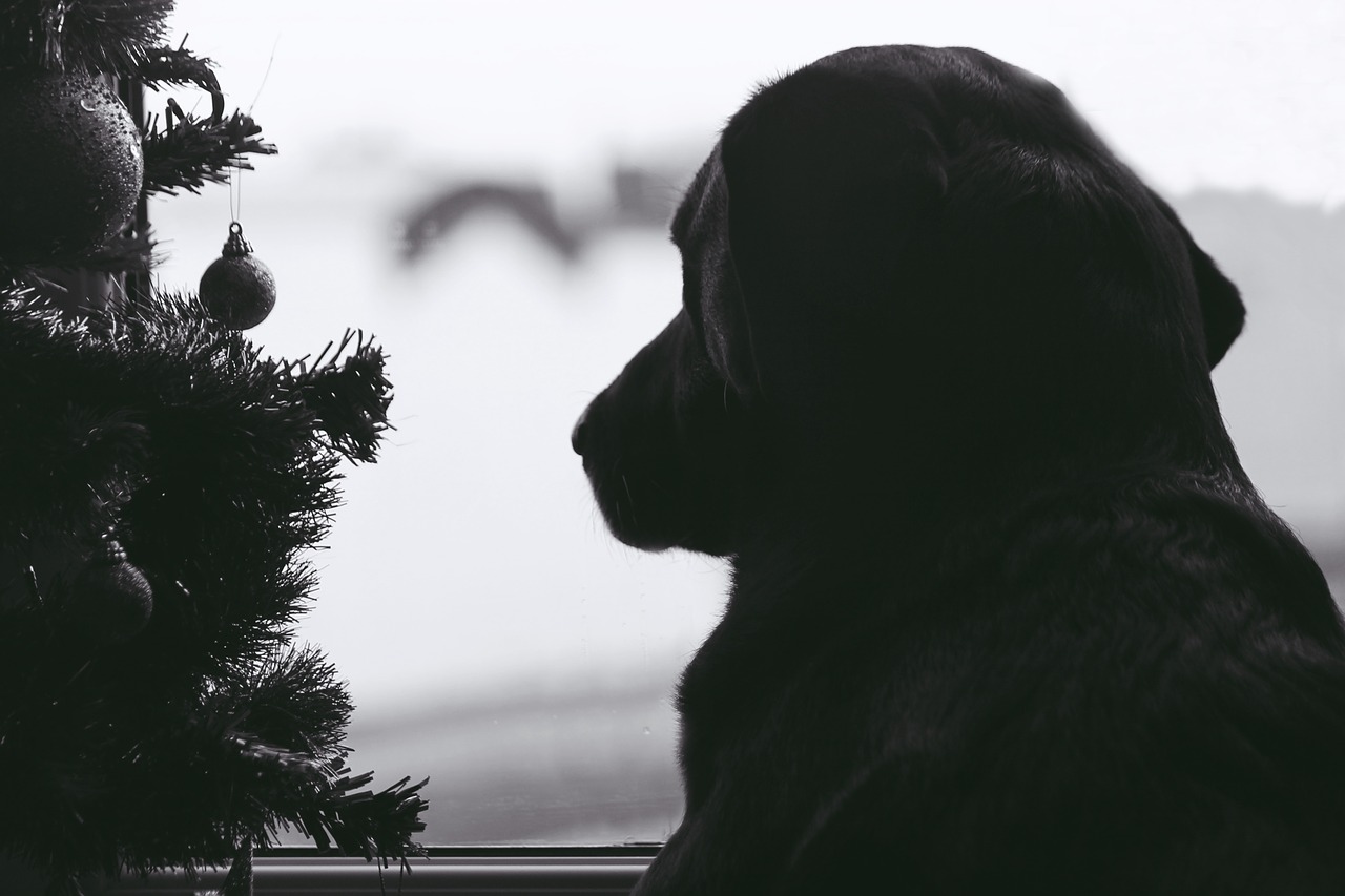 Dog Christmas Tree