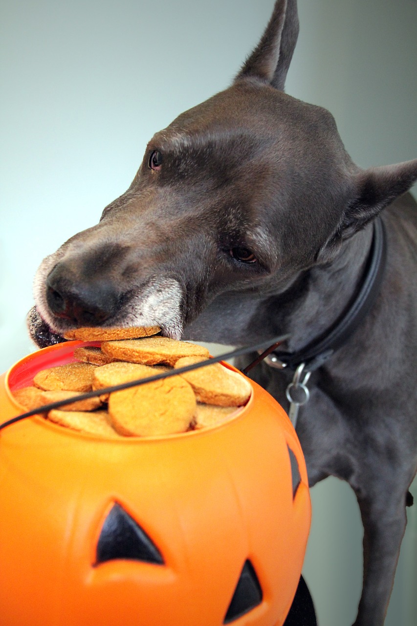 Pumpkin Dog Treat 