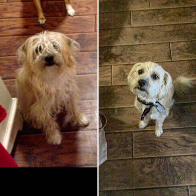 Max came to see our groomers – he looks like a new dog with his spiffy new haircut! Plus, he doesn’t have any more hair in his eyes. 