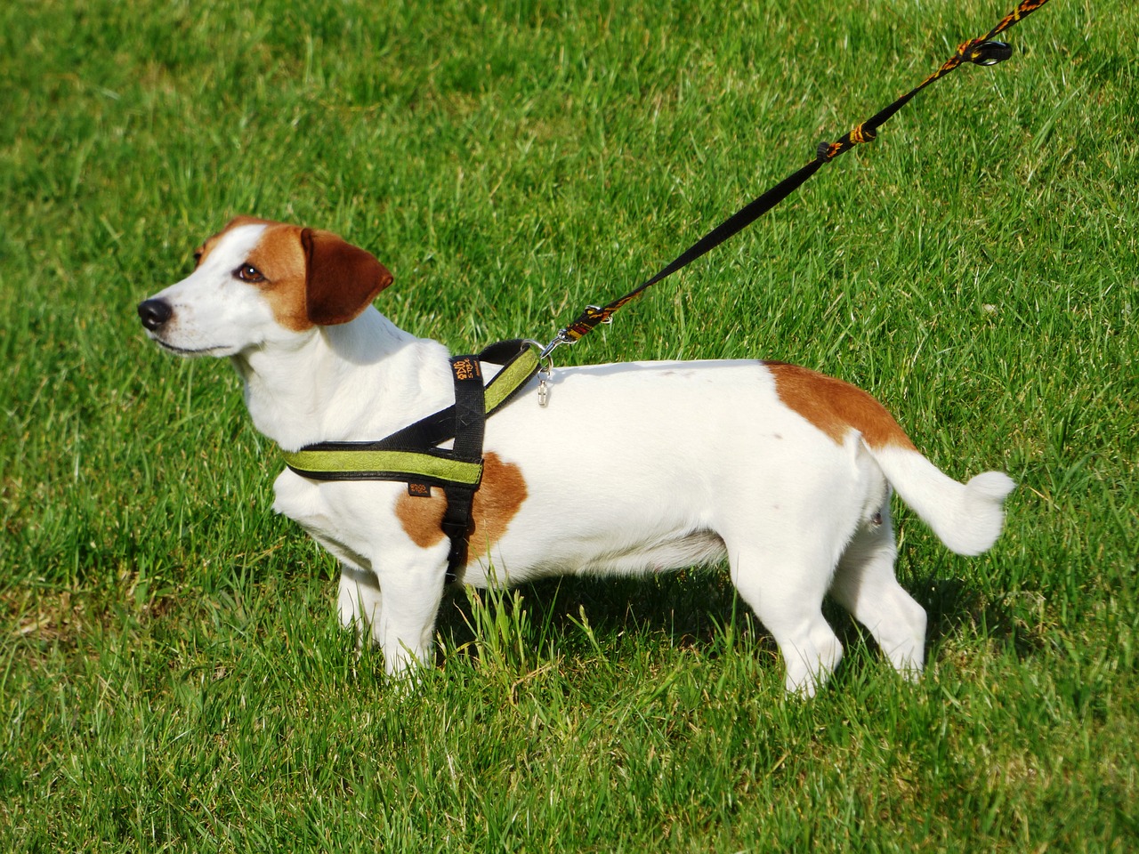 dog leash harness training