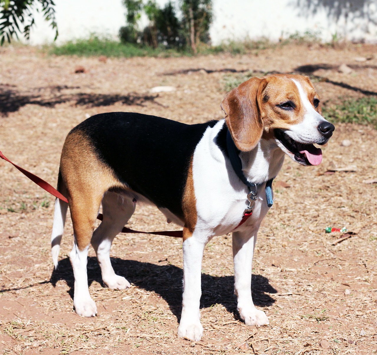 dog leash harness