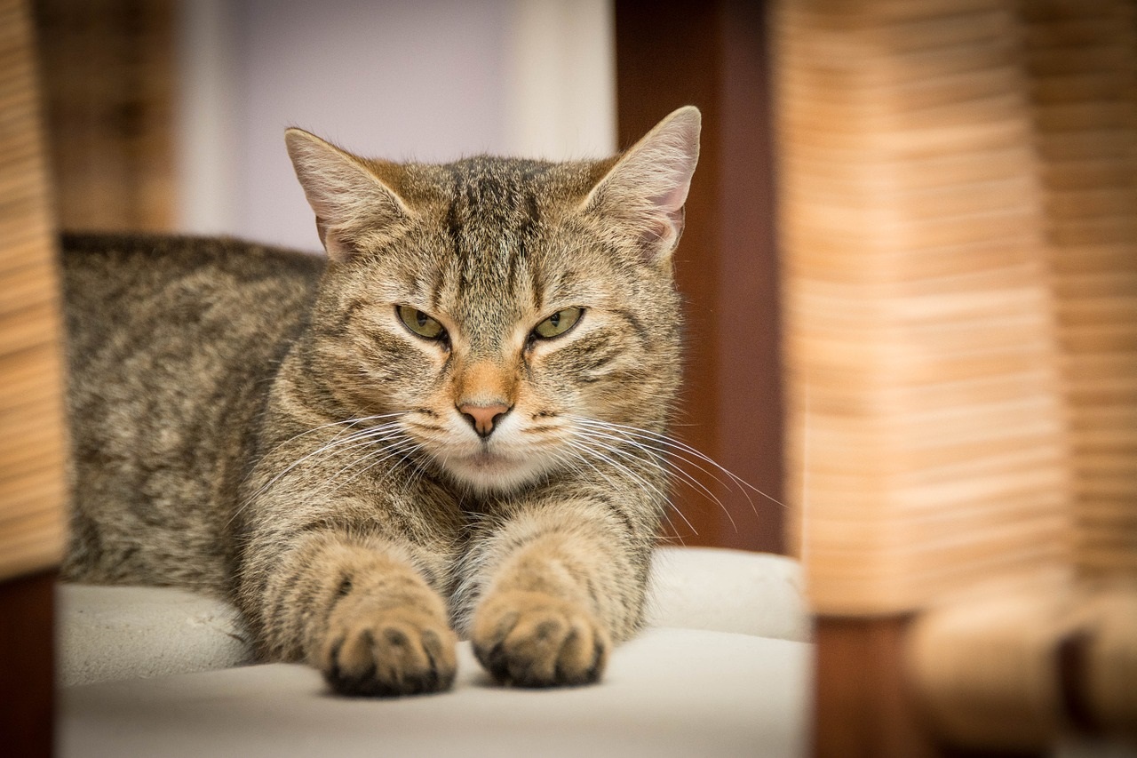 causes et symptômes du cancer du chat