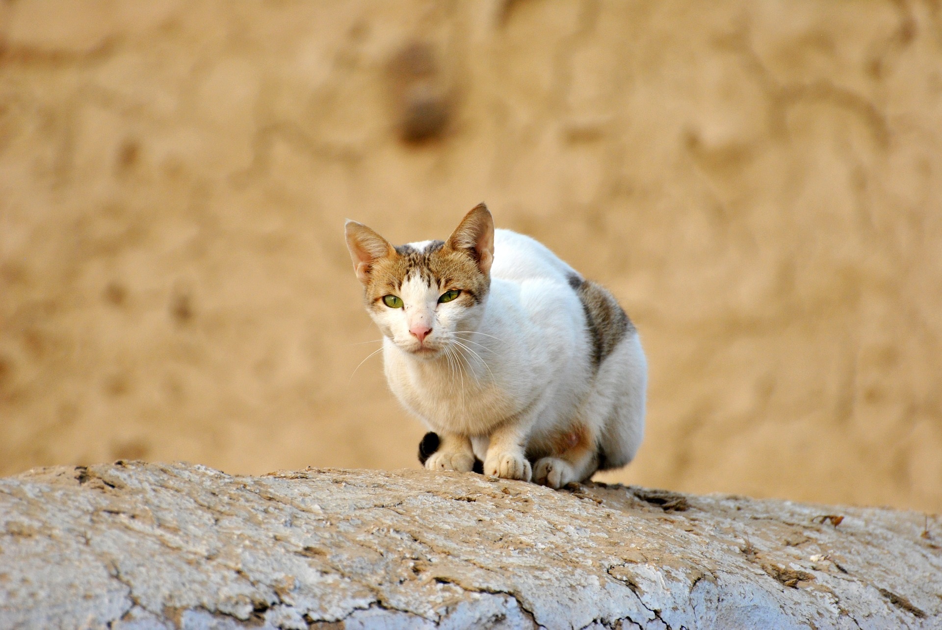 causes et symptômes du cancer du chat