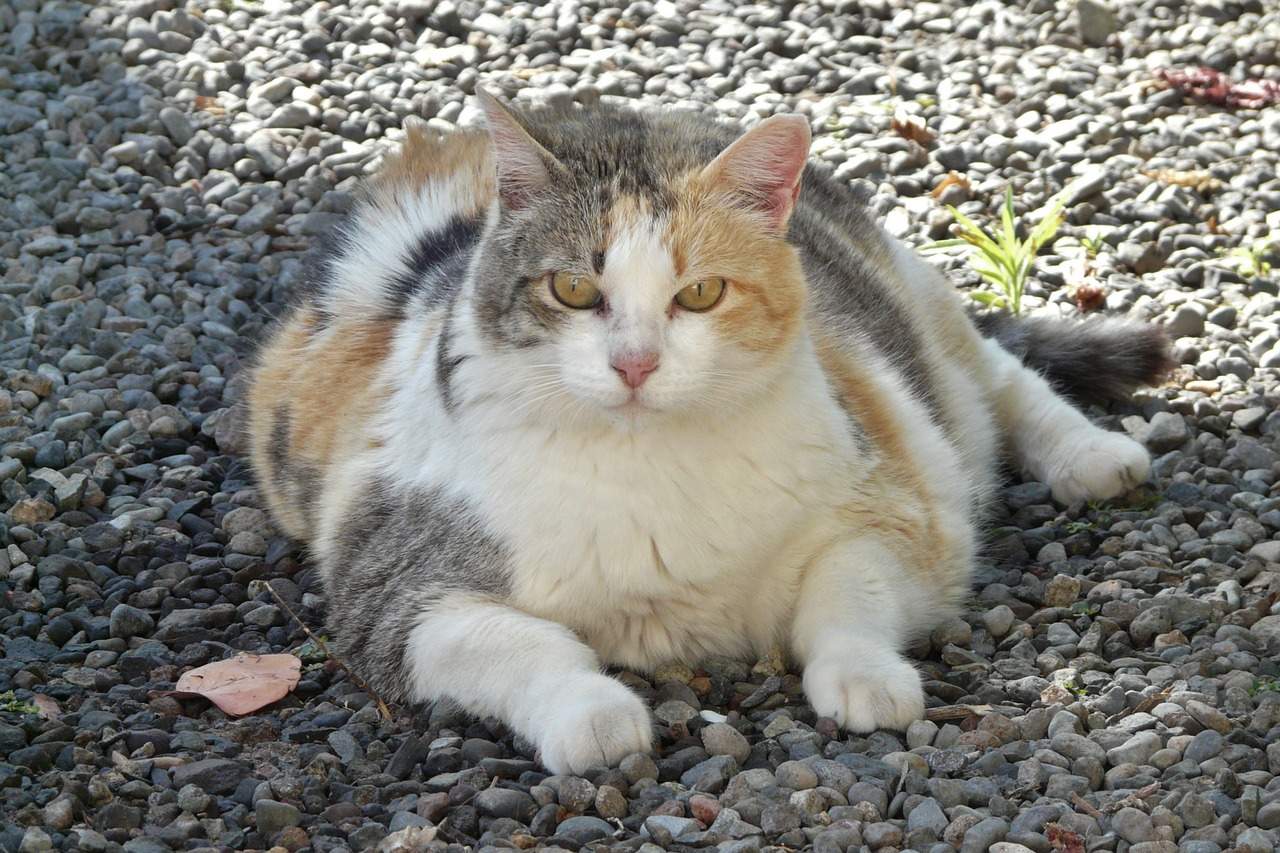 Cat Obesity How To Help Your Cat Lose Weight 