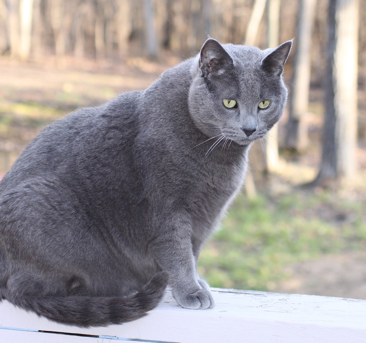 Help your 2024 cat lose weight