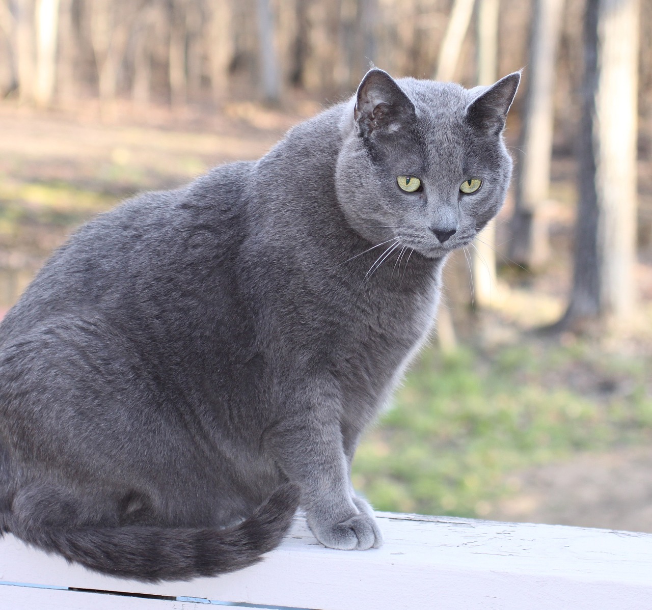 Cat Obesity How To Help Your Cat Lose Weight
