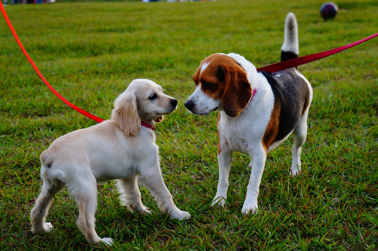 Common Dog Behavior Problems and What You Can Do About Them