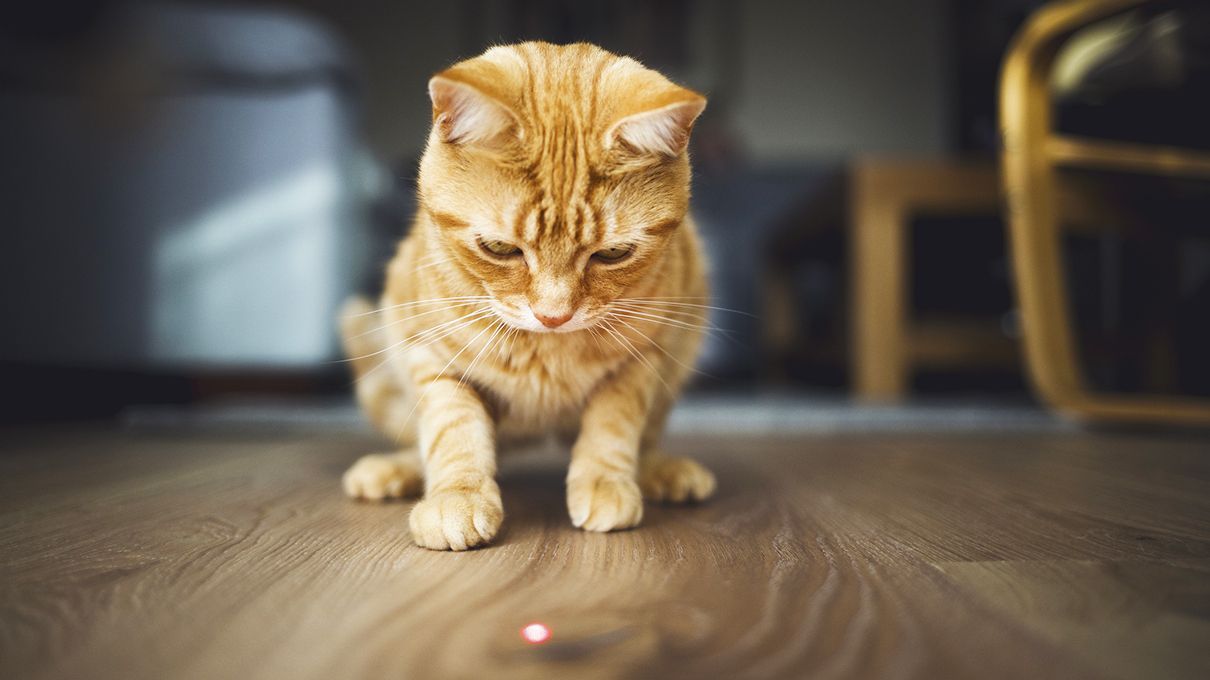 cat and dog laser pointer behavior 