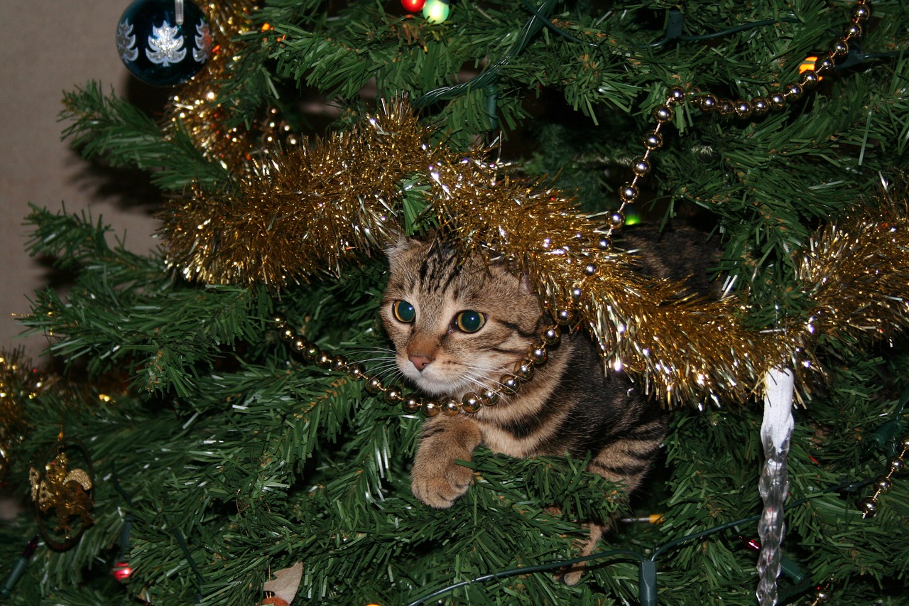 cat christmas safety