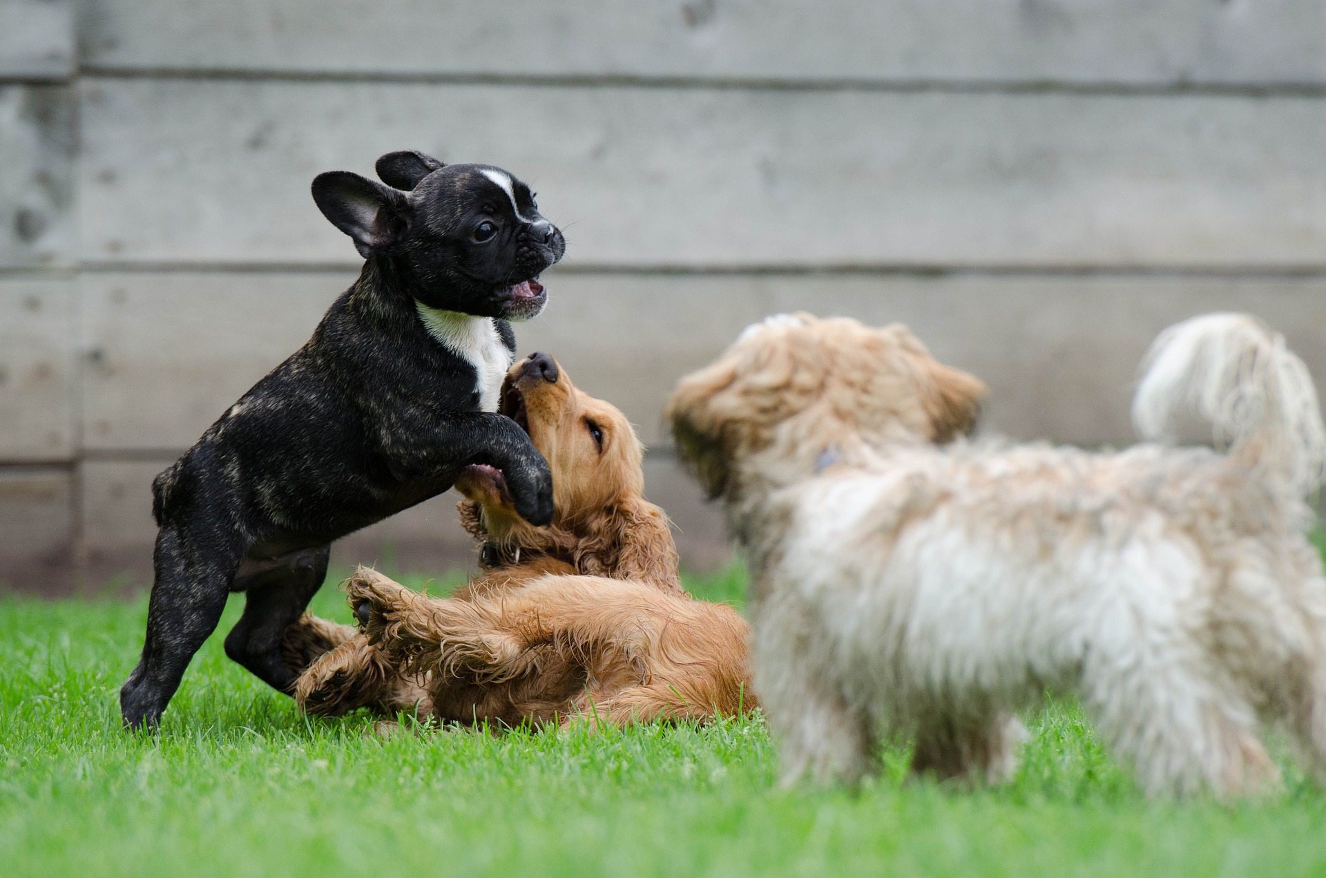 Dog Boarding - Play Time!