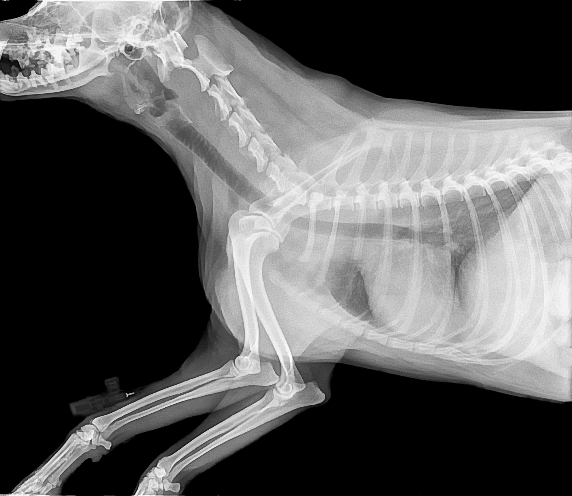X ray dog vacuum xxx