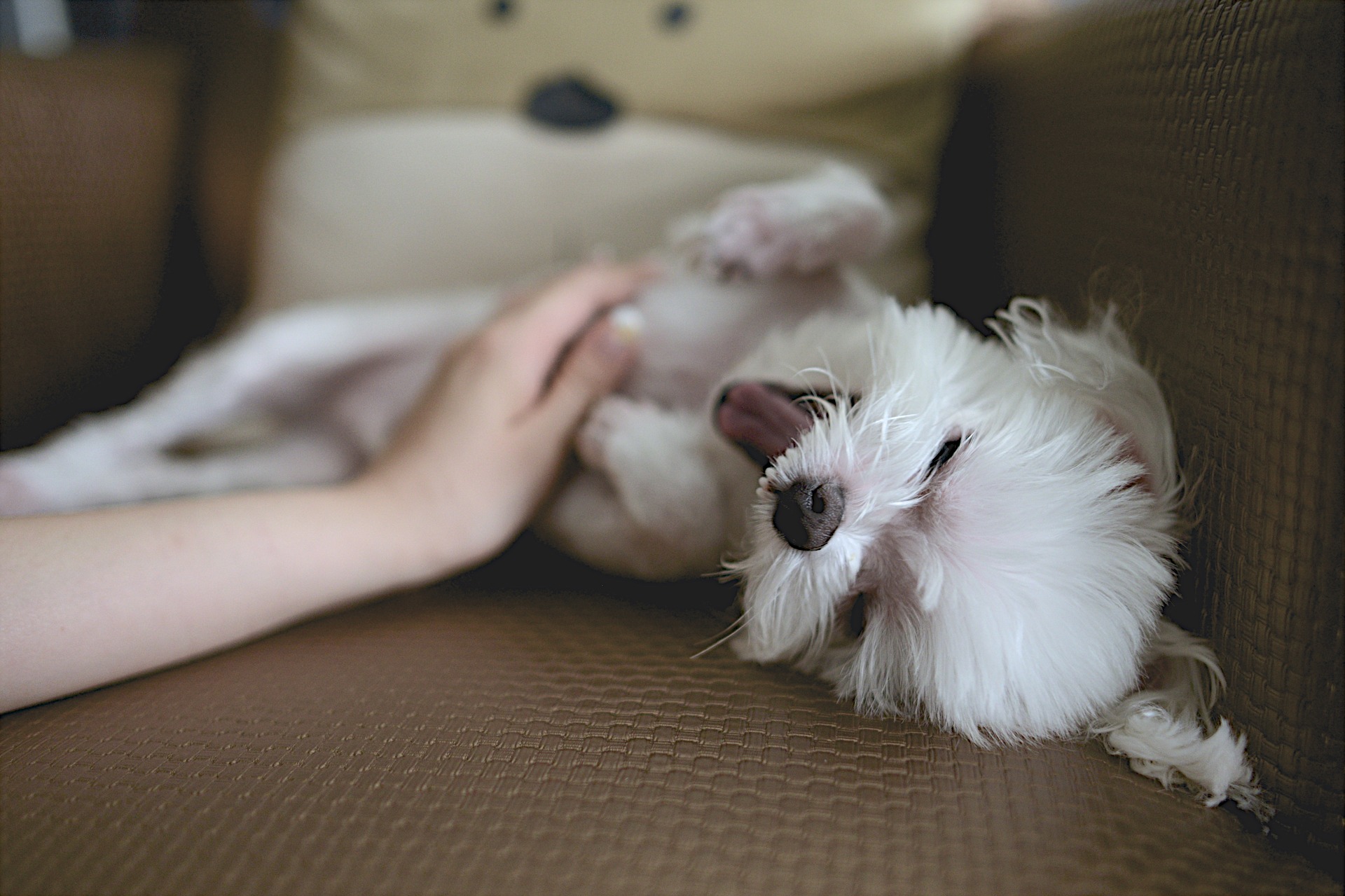 Check for bumps during petting and grooming