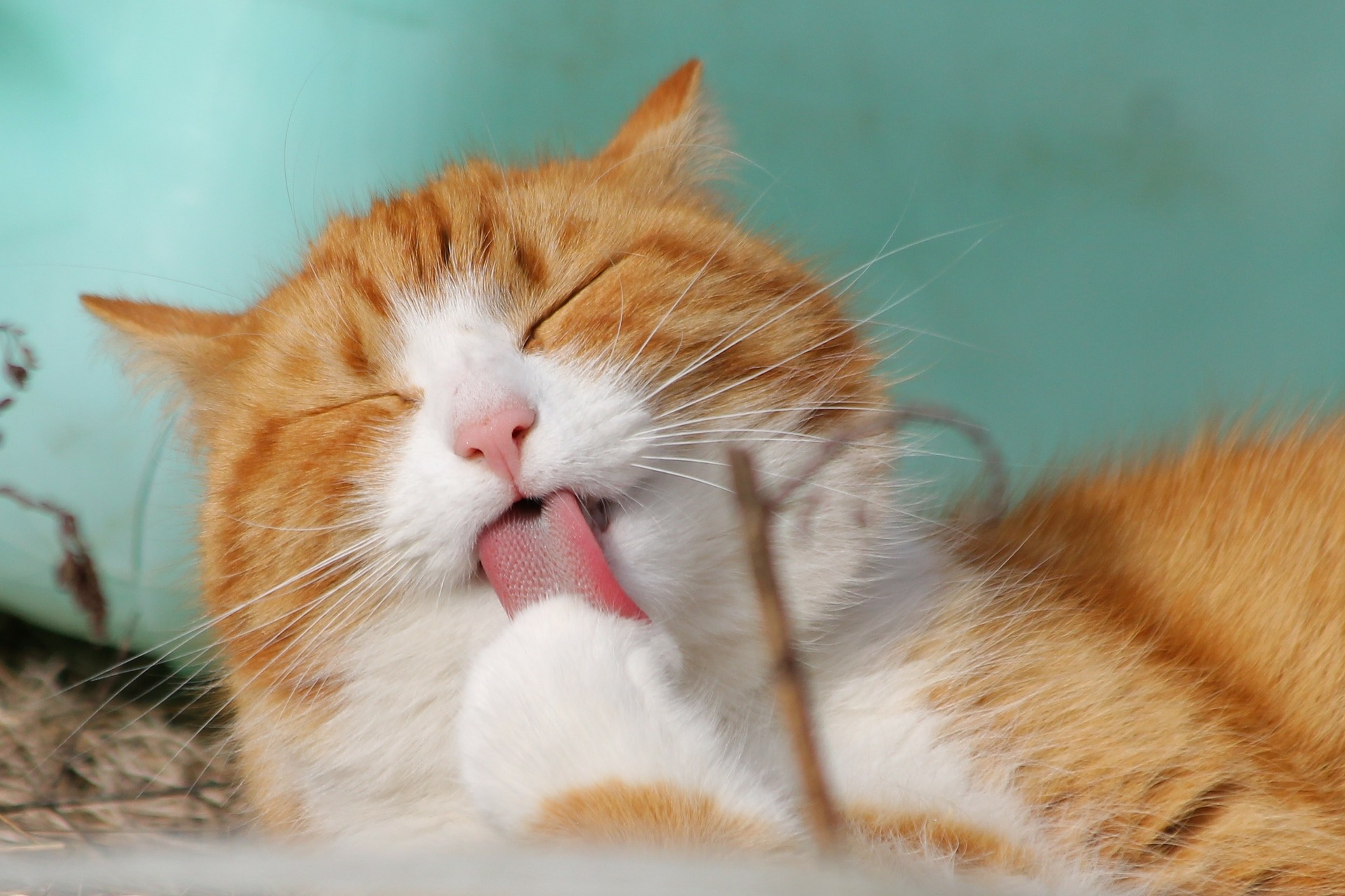 Cats cleaning store