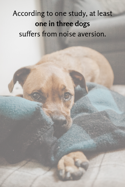 According to one study, at least one in three dogs suffers from noise aversion.