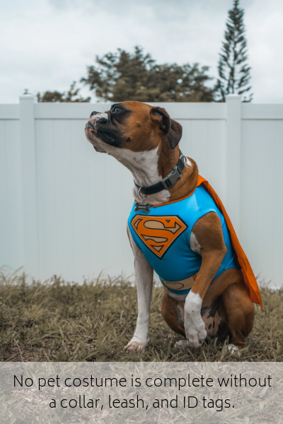 No pet costume is complete without a collar, leash, and ID tags.