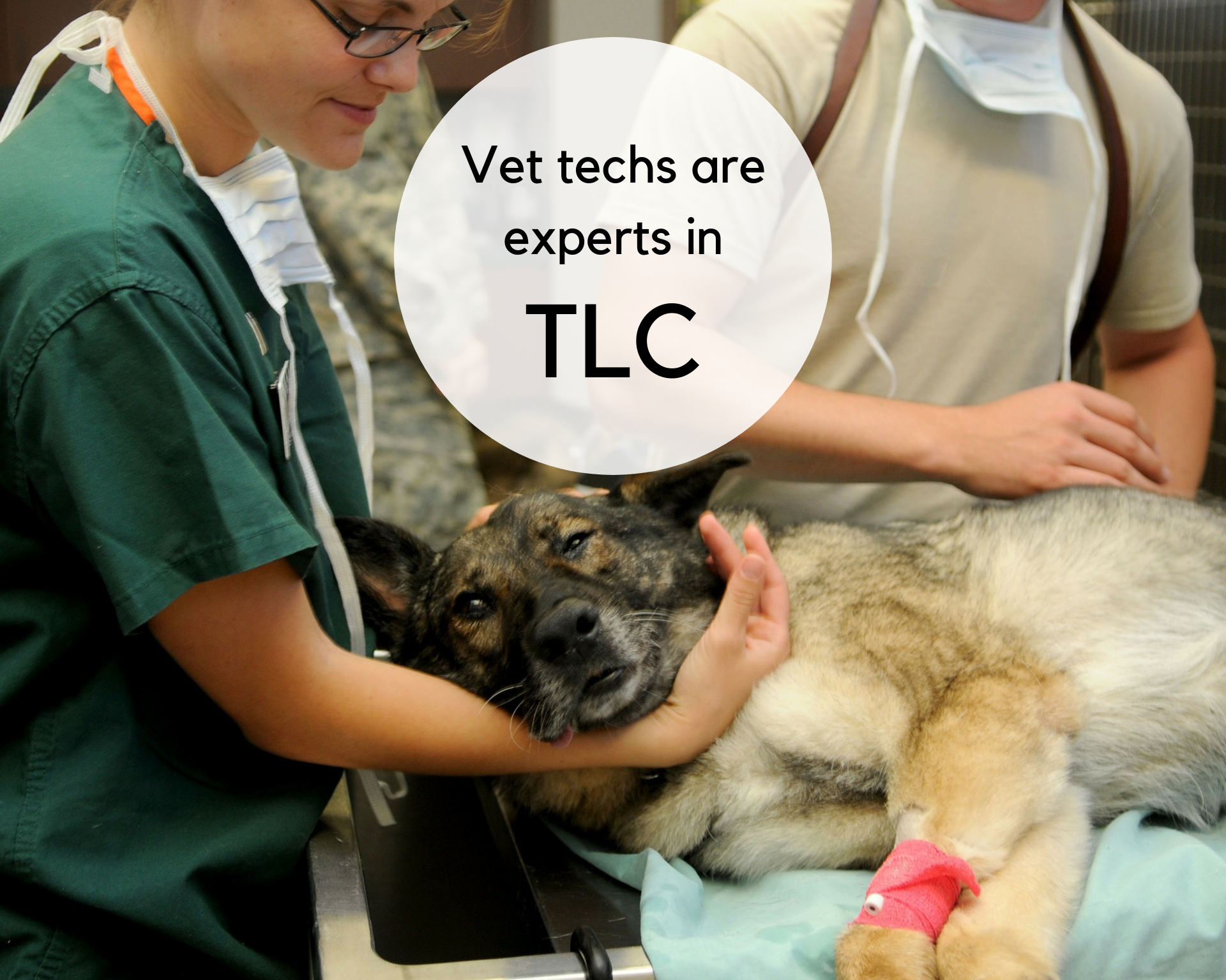 Veterinary technicians are experts in TLC, and they take the responsibility of loving your pet seriously.