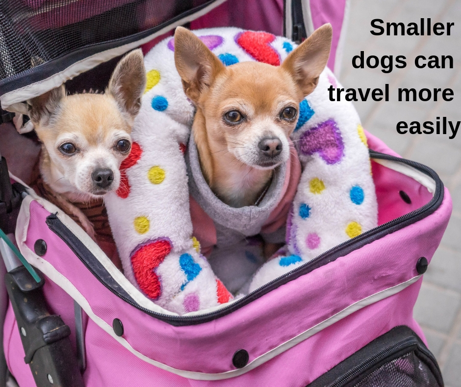 Smaller dogs may travel more easily