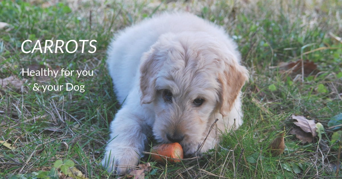 Carrots: Healthy for you and your Dog