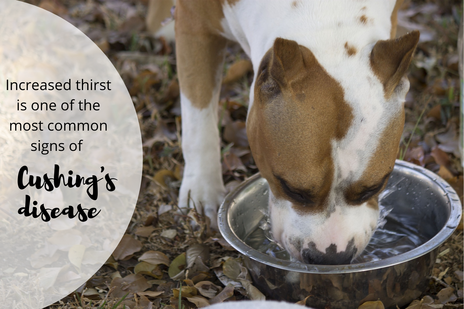 Increased thirst is one of the most common signs of Cushing's disease.