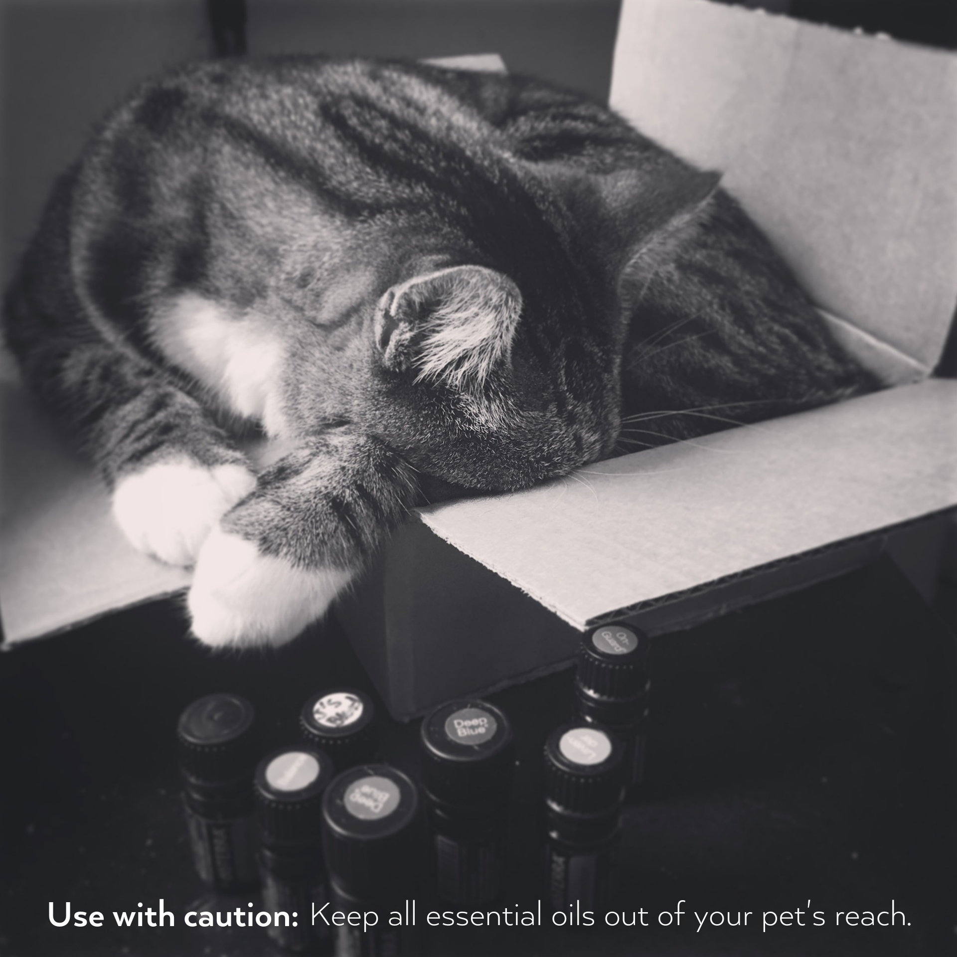 Keep all essential oils out of your pet's reach.