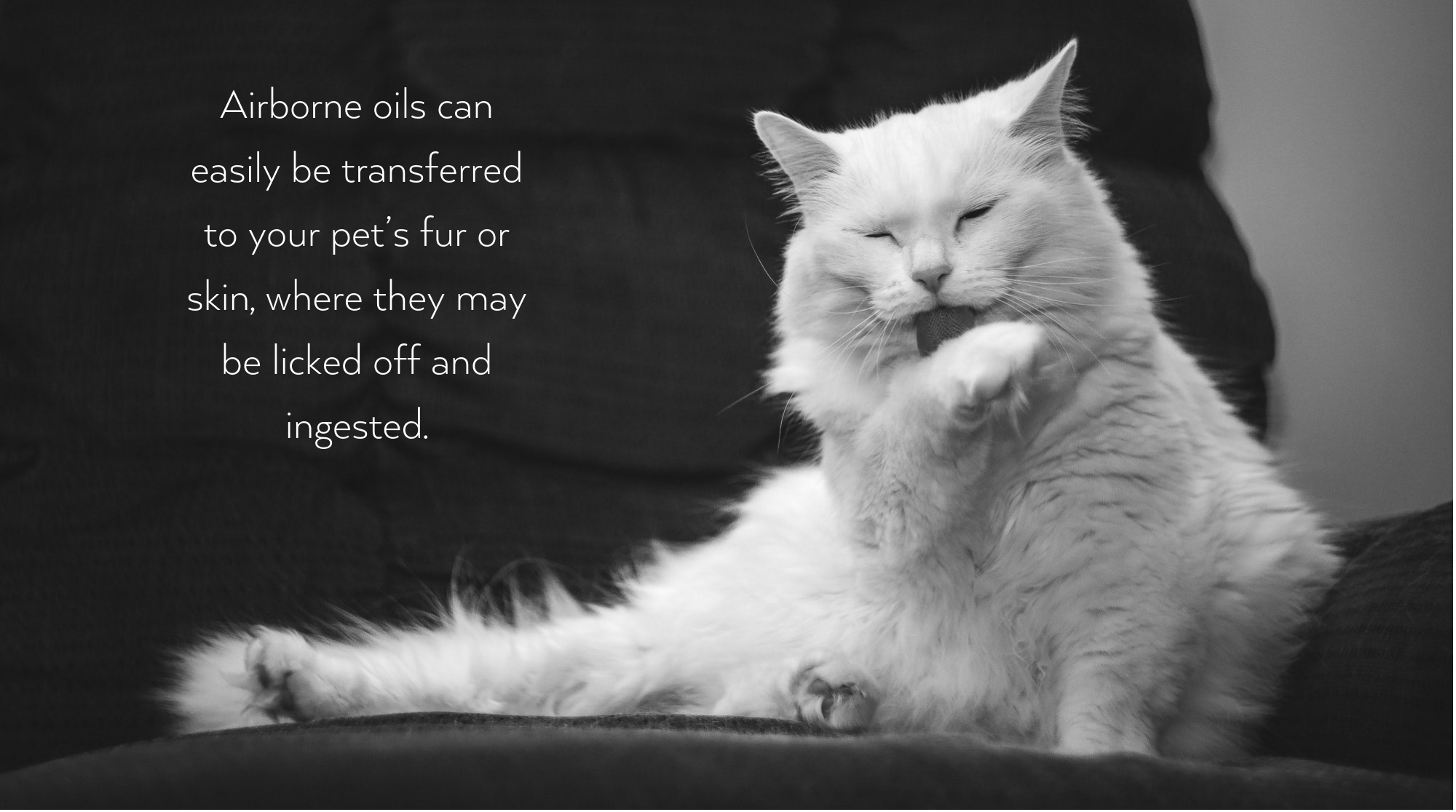 Airborne oils can easily be transferred to your pet’s fur or skin, where they may be licked off and ingested.