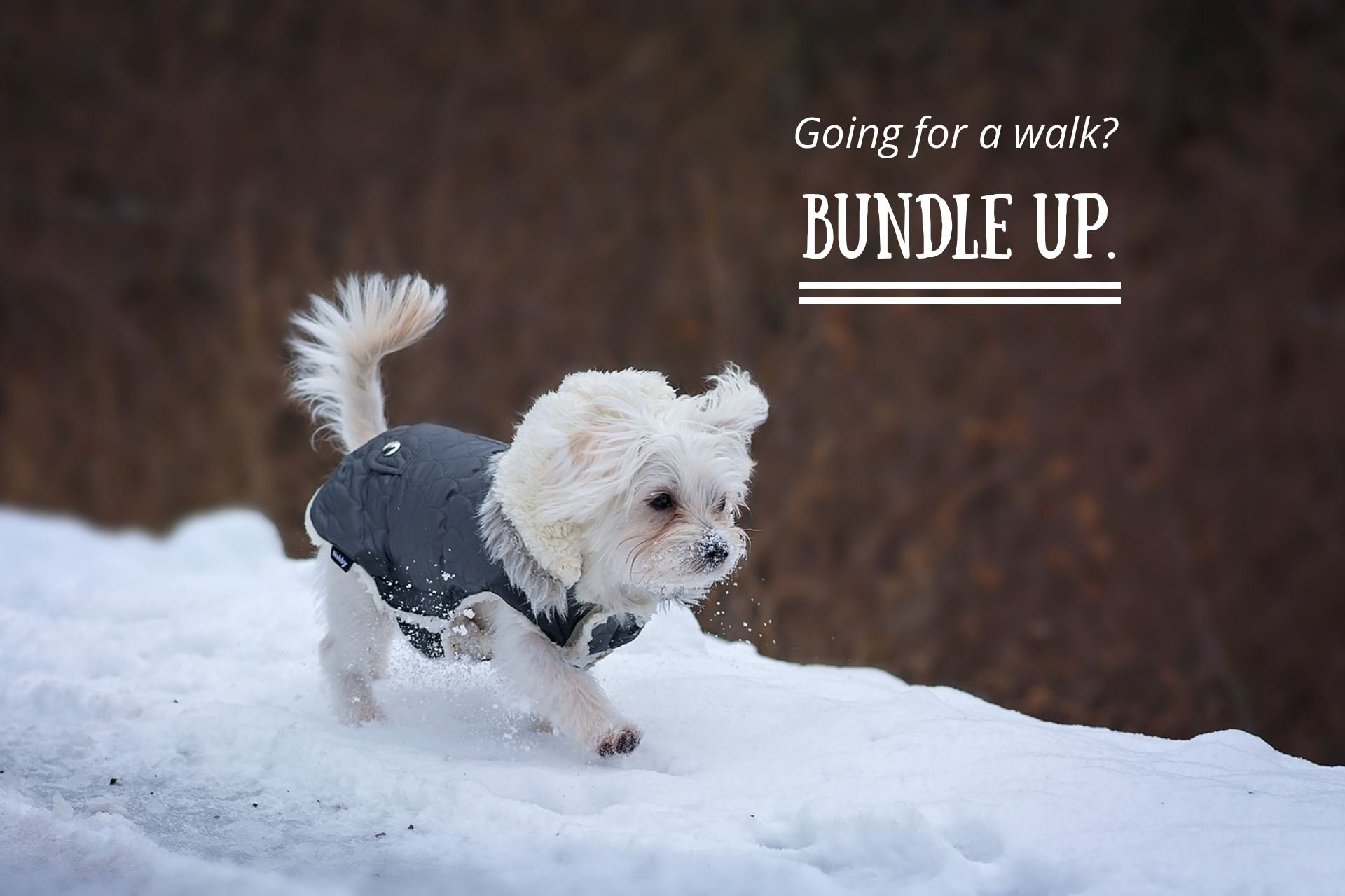 Going for a walk? Bundle up.