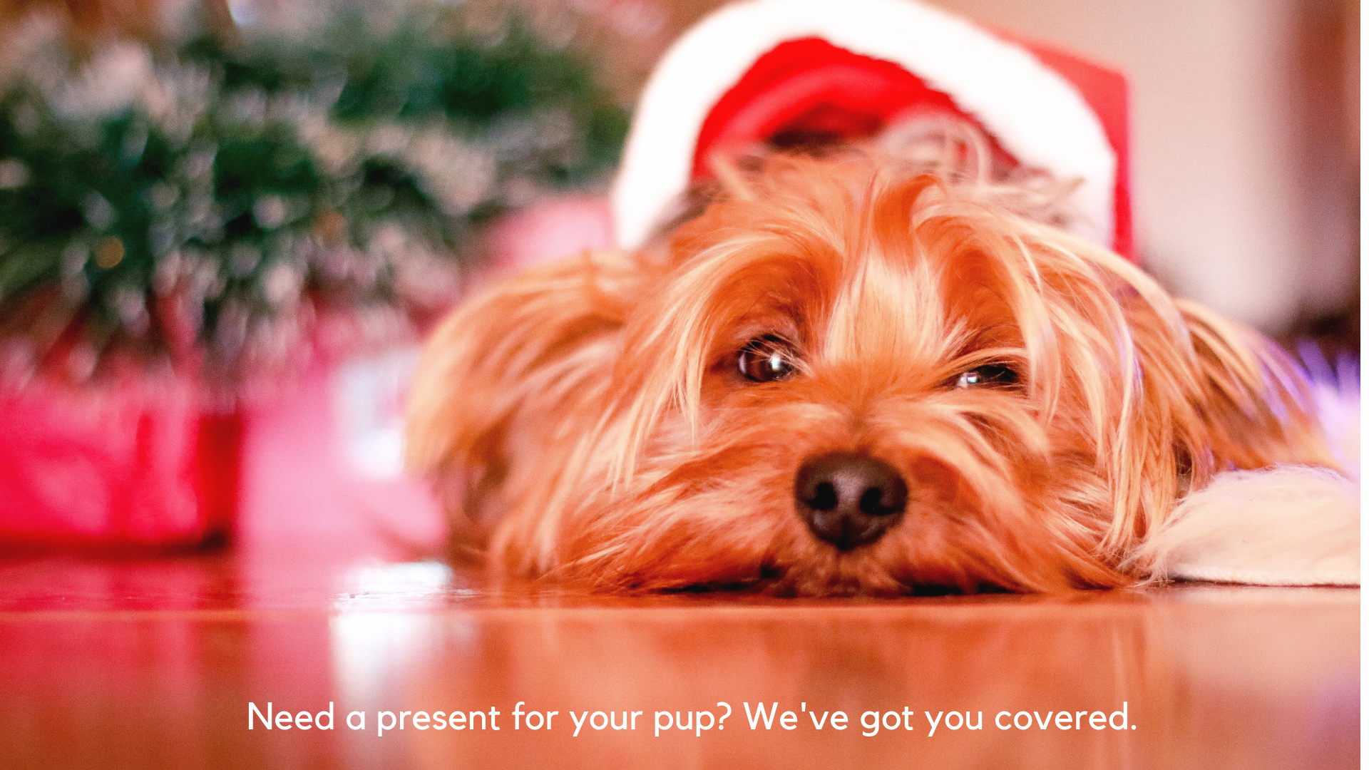 Need a present for your pup? We've got you covered.