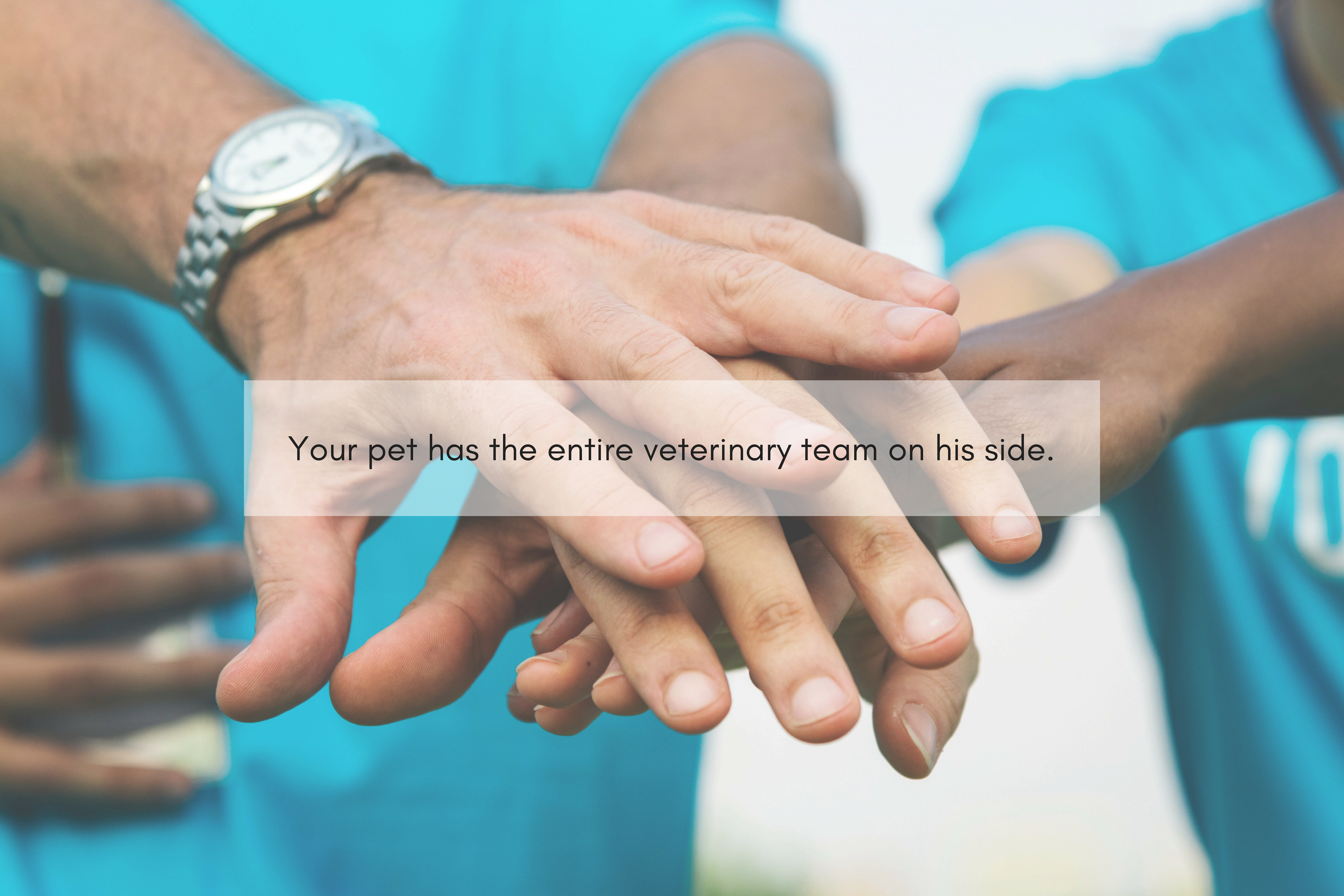 Your pet has the entire veterinary team on his side.