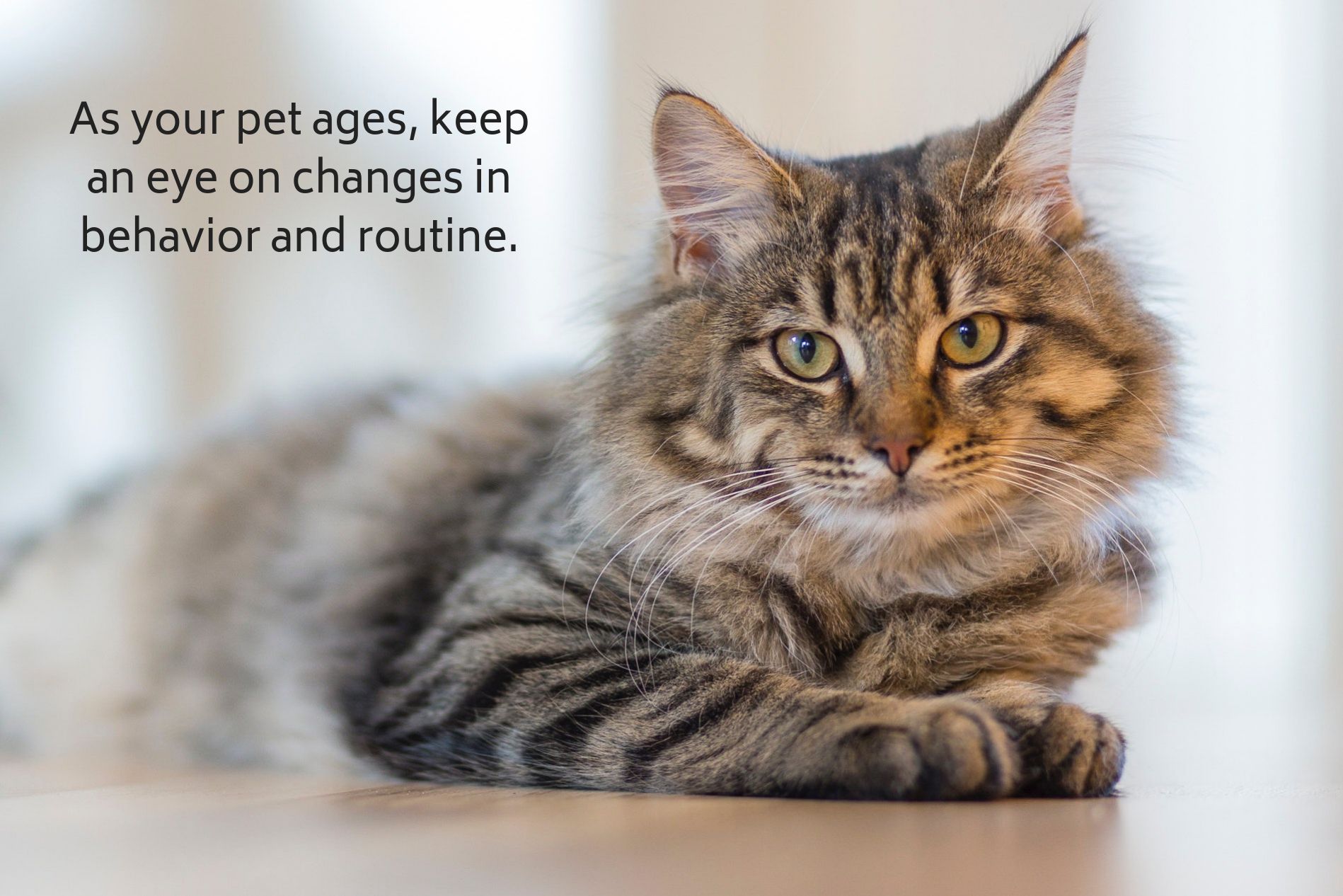 As your pet ages, keep an eye on changes in behavior and routine.