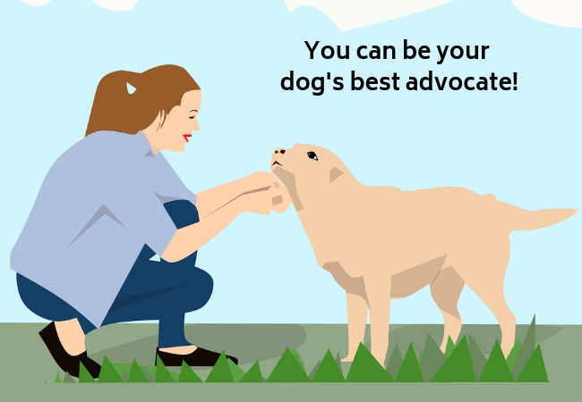 You can be your dog's best advocate!