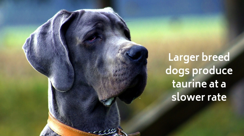 Larger breed dogs produce taurine at a slower rate