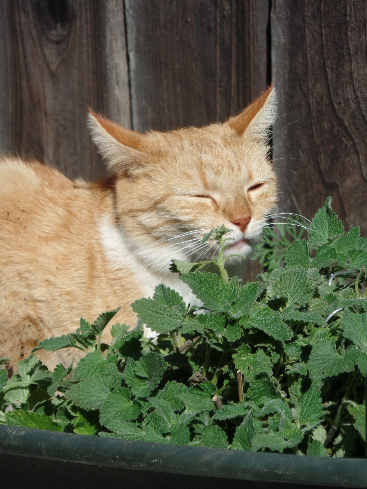 Do you grow your own catnip?