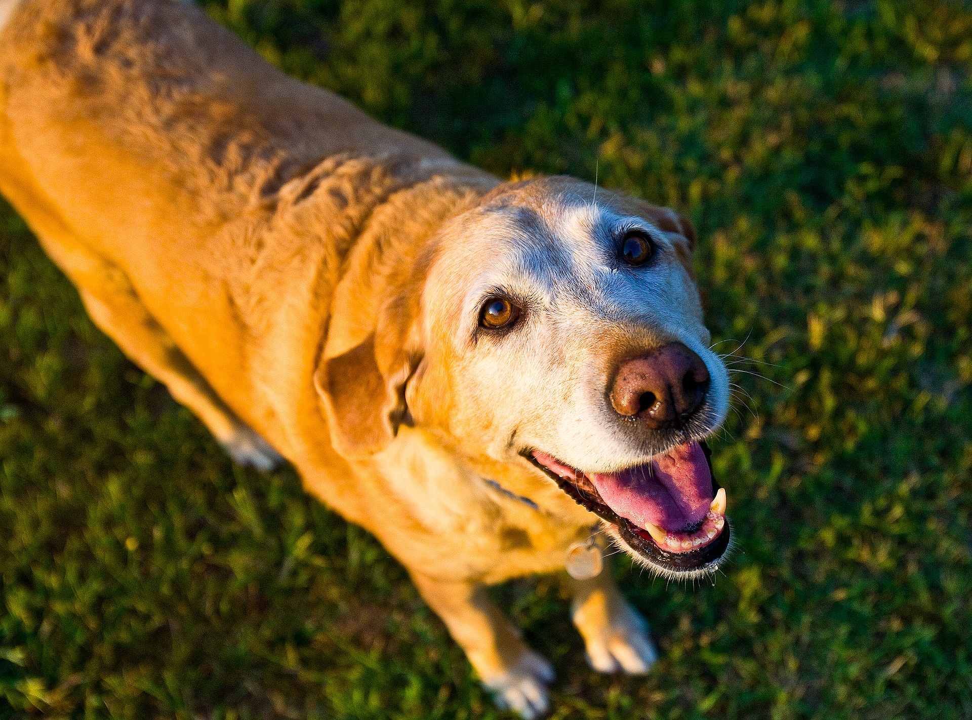 Dog Cardiology - Age or Illness?