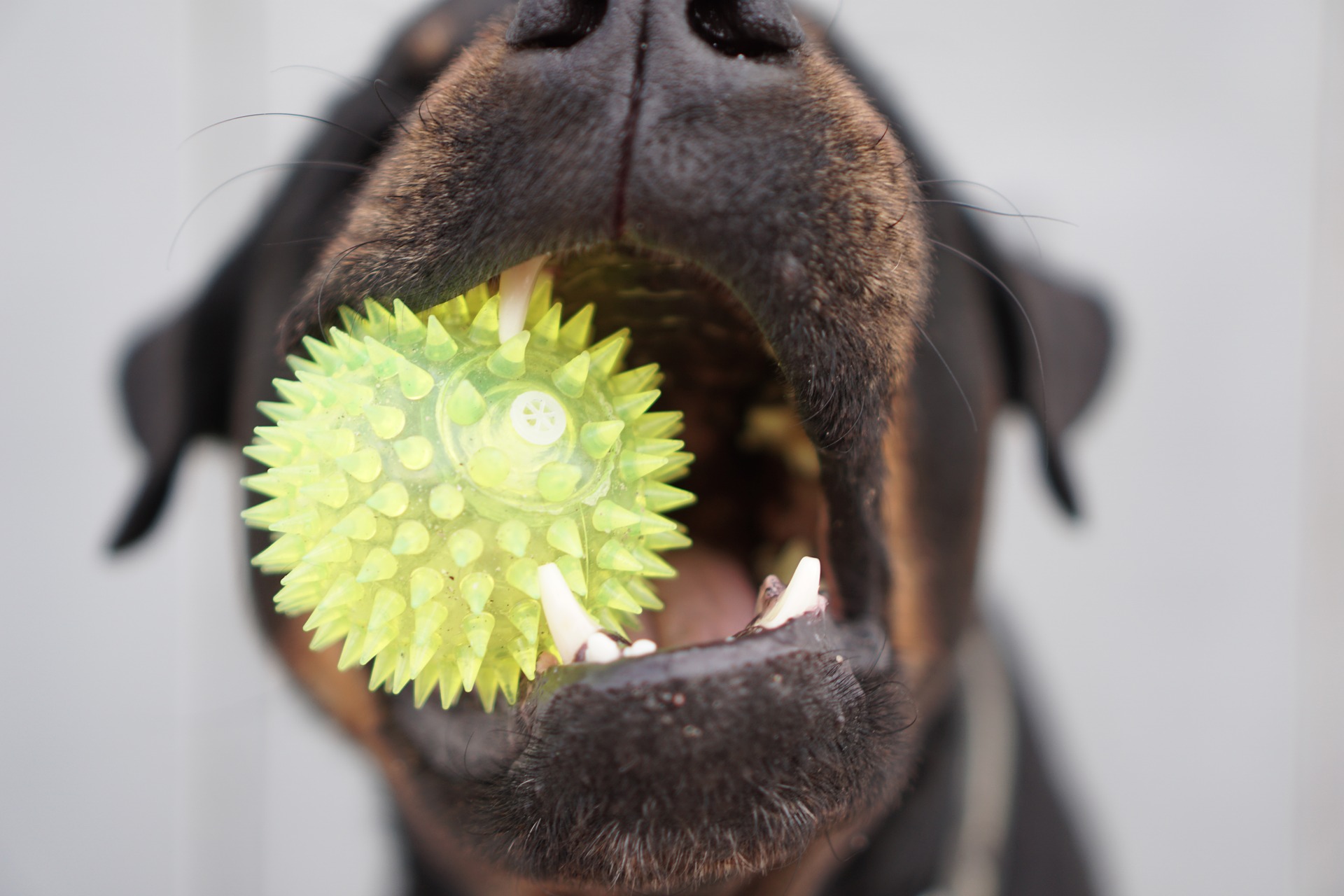 Your Dog's Best Dental Health - A Happy Mouth!