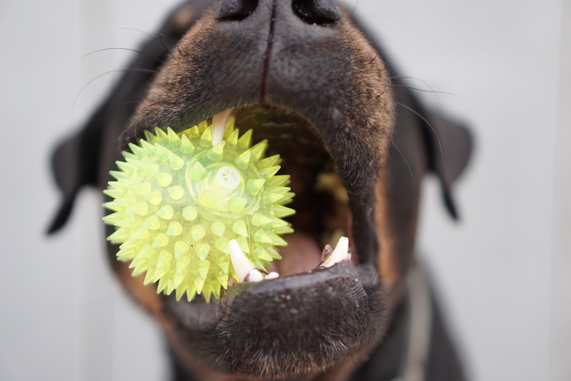 whats best for cleaning dogs teeth