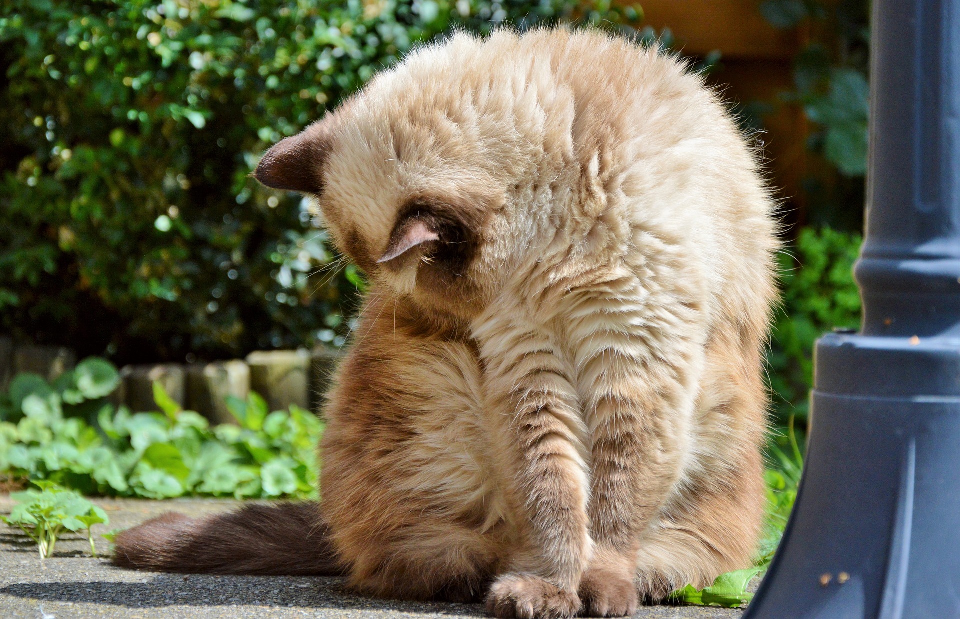 Cats can develop hairballs while self-grooming