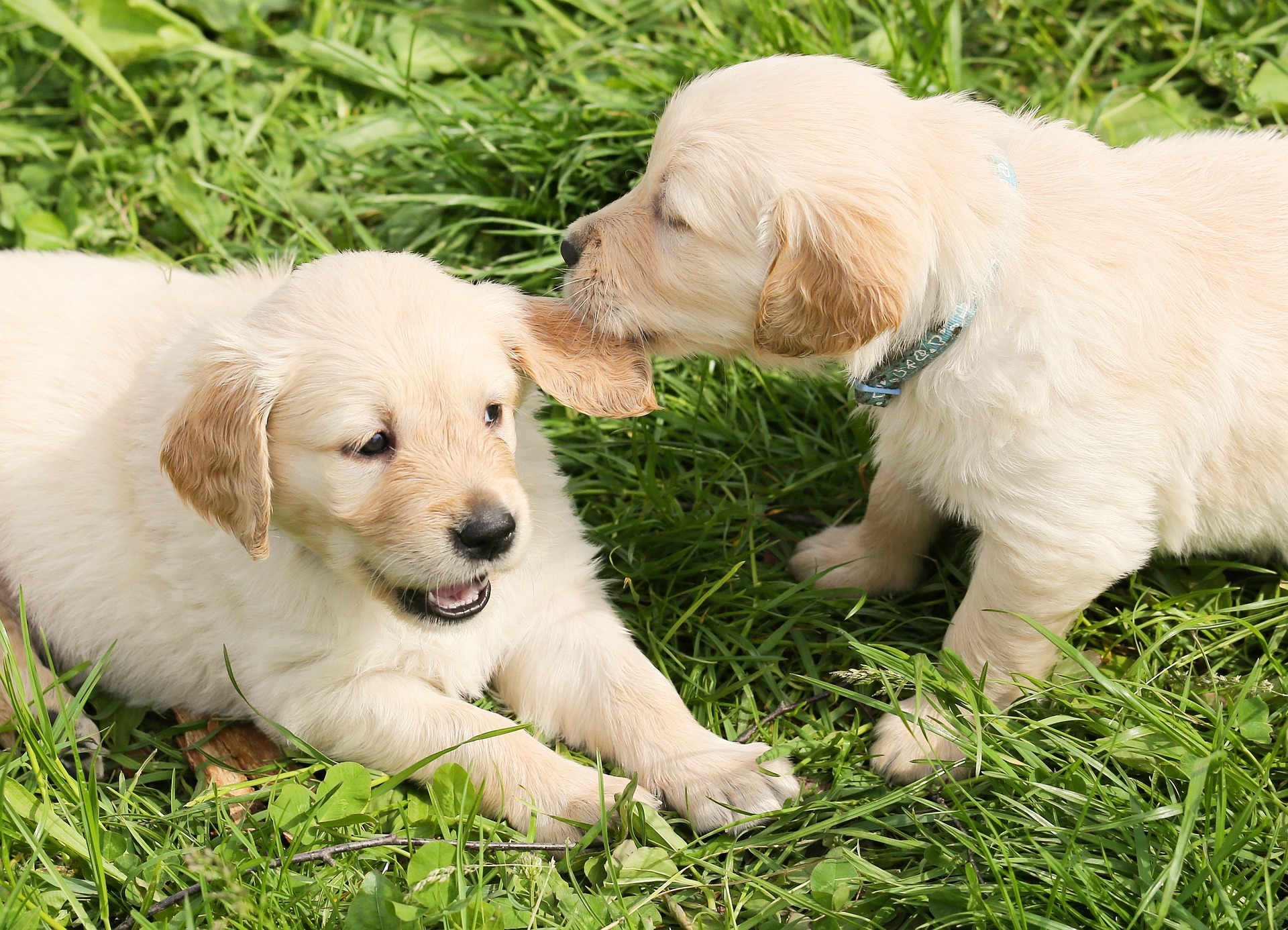 Puppies are used to play biting one another