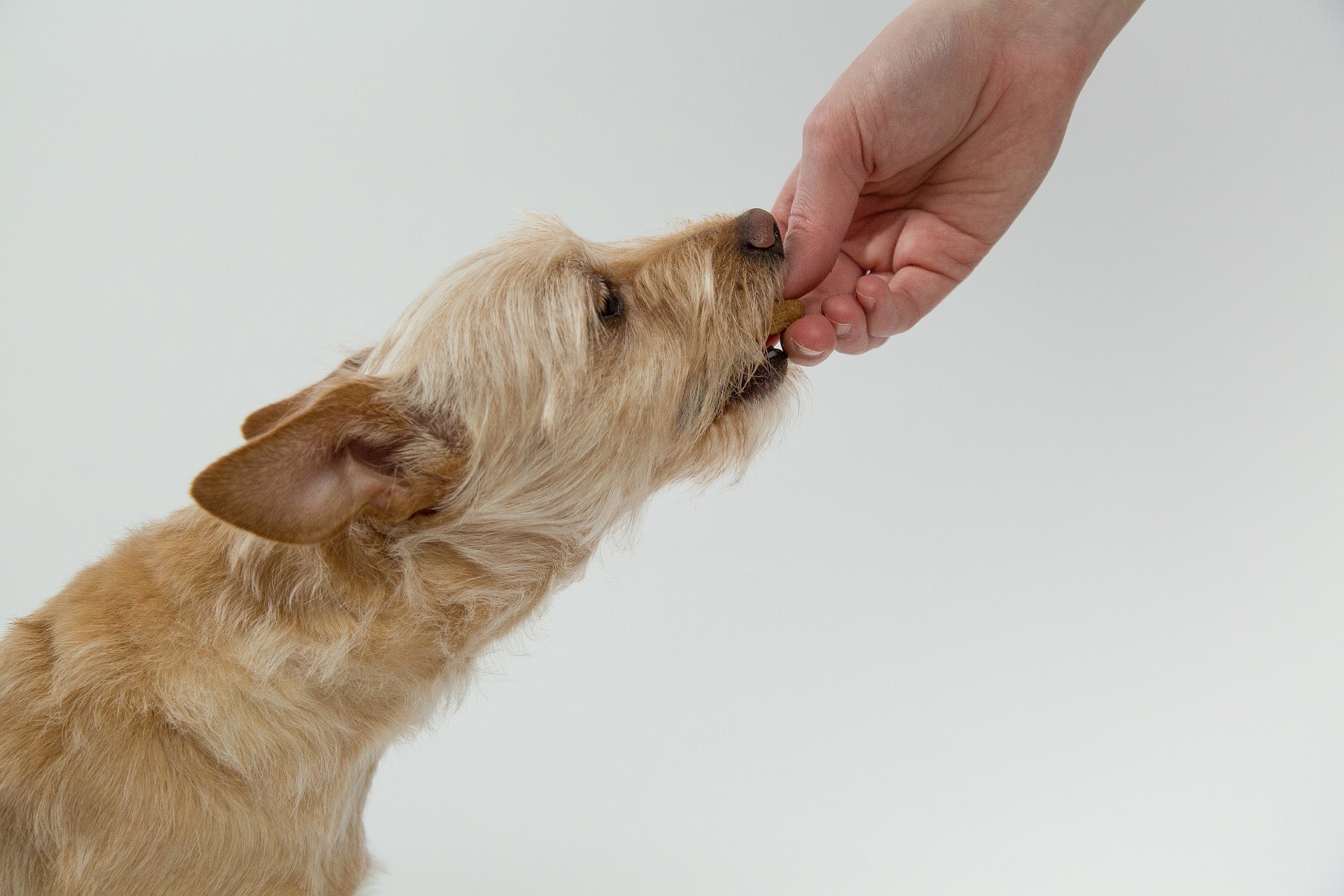 Protecting your pet from heartworms can be easy!