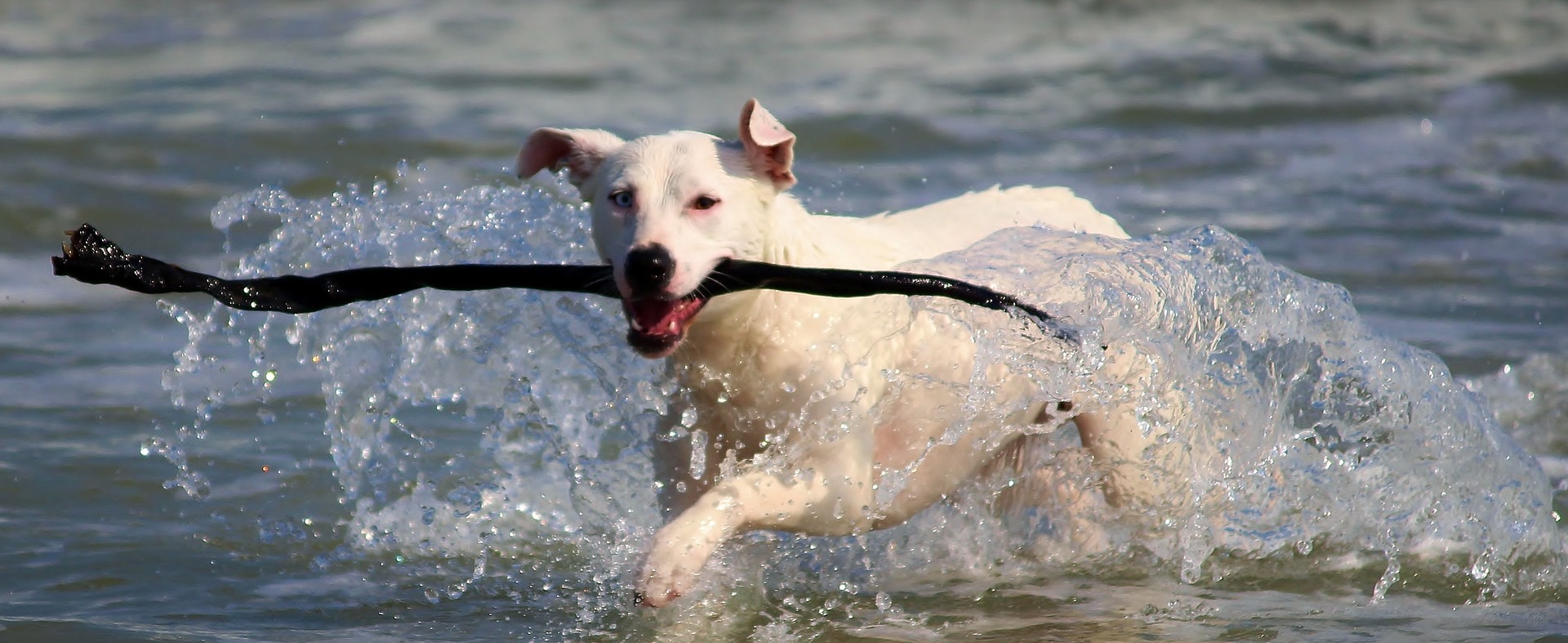 are dogs with floppy ears prone to ear infections