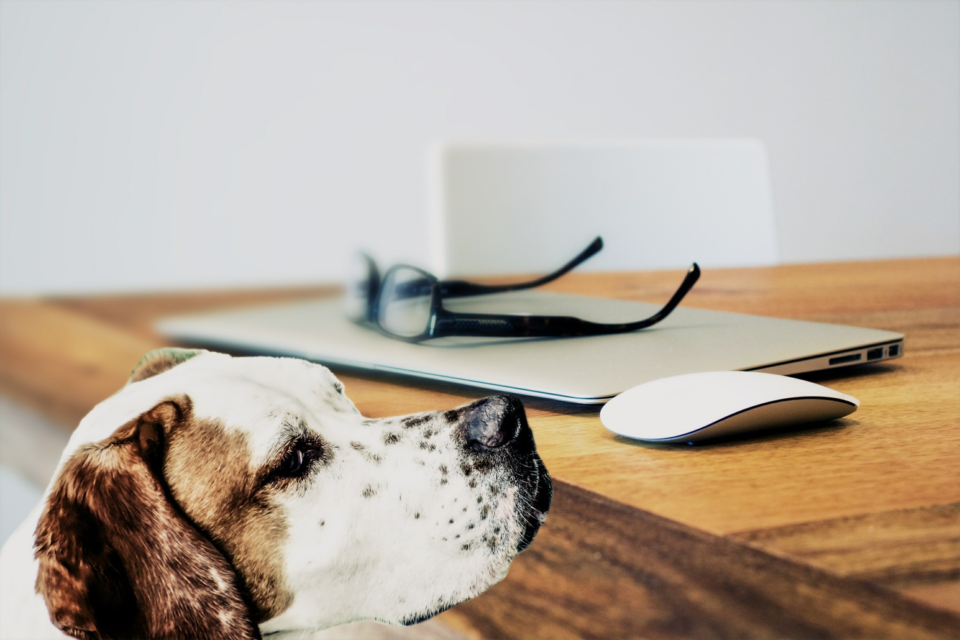 Pets in the office can reduce stress
